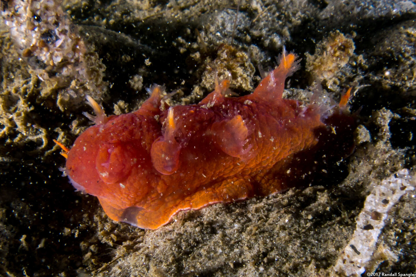 Dendronotus iris (Rainbow Dendronotus); This one seems to have had its cerata chewed off by something (probably another nudibranch) and is regrowing them