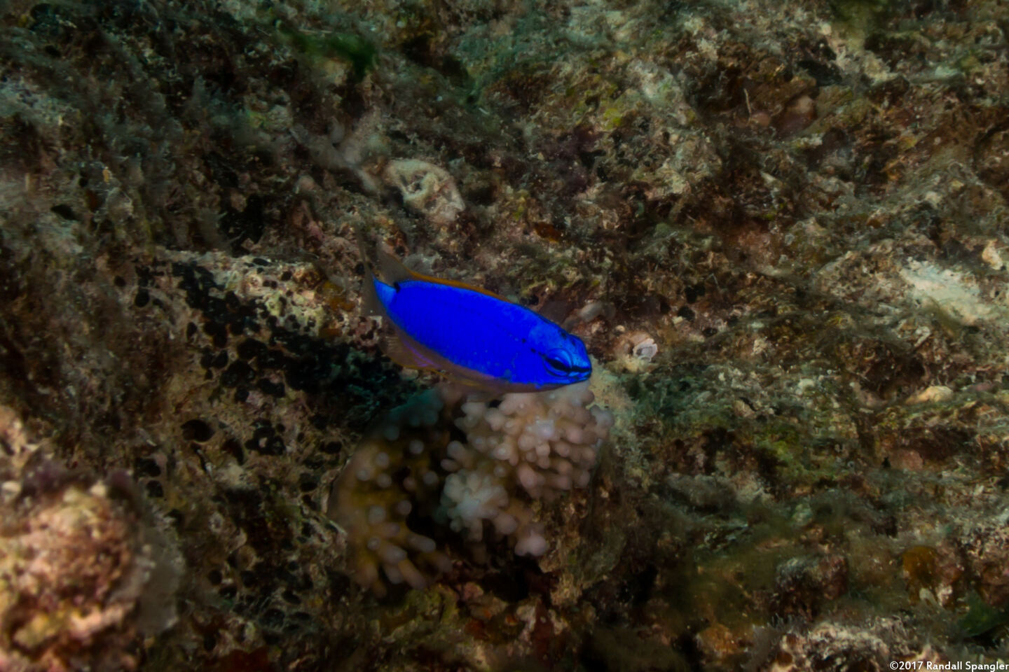Chrysiptera taupou (South Seas Devil)