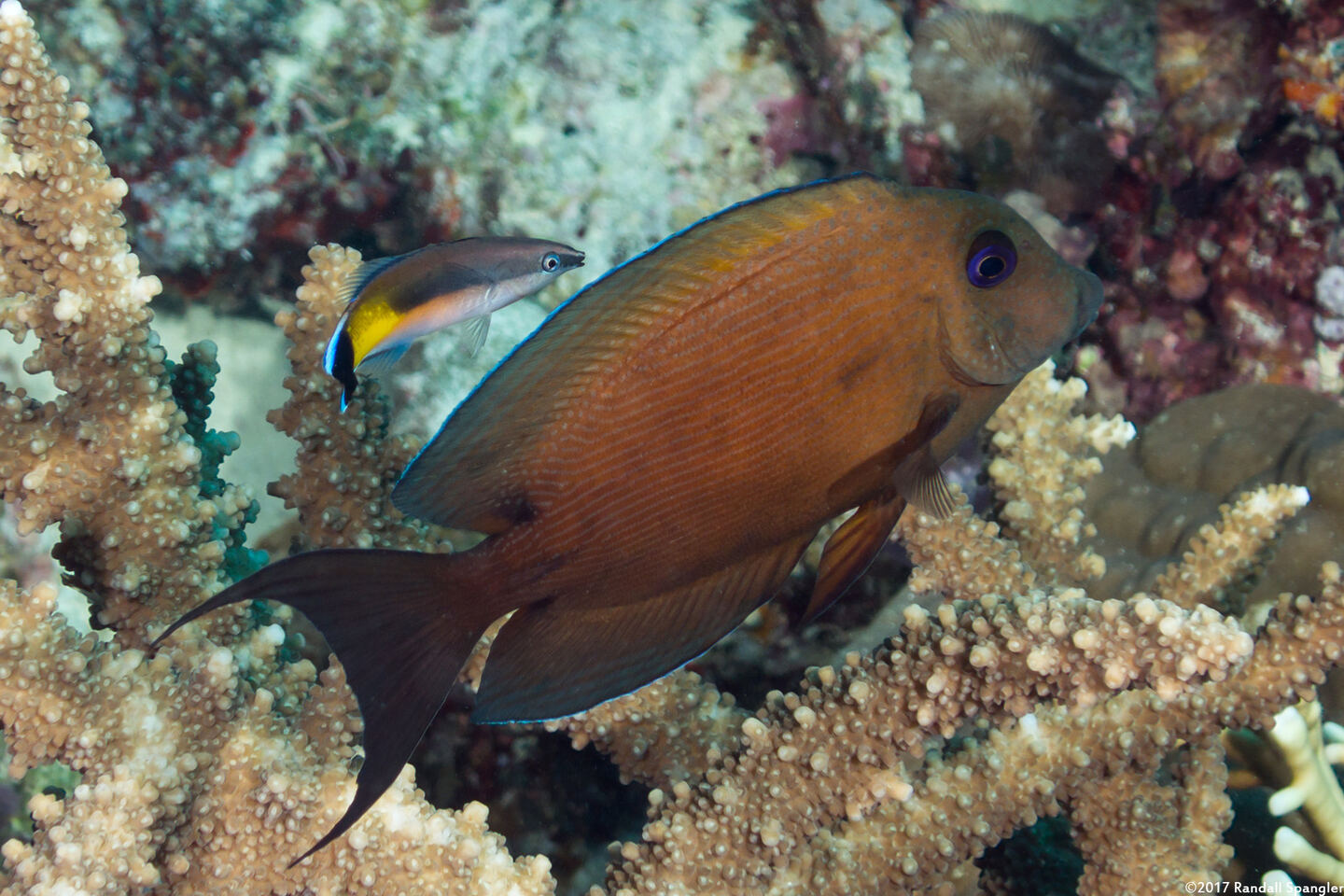 Ctenochaetus binotatus (Twospot Bristletooth)