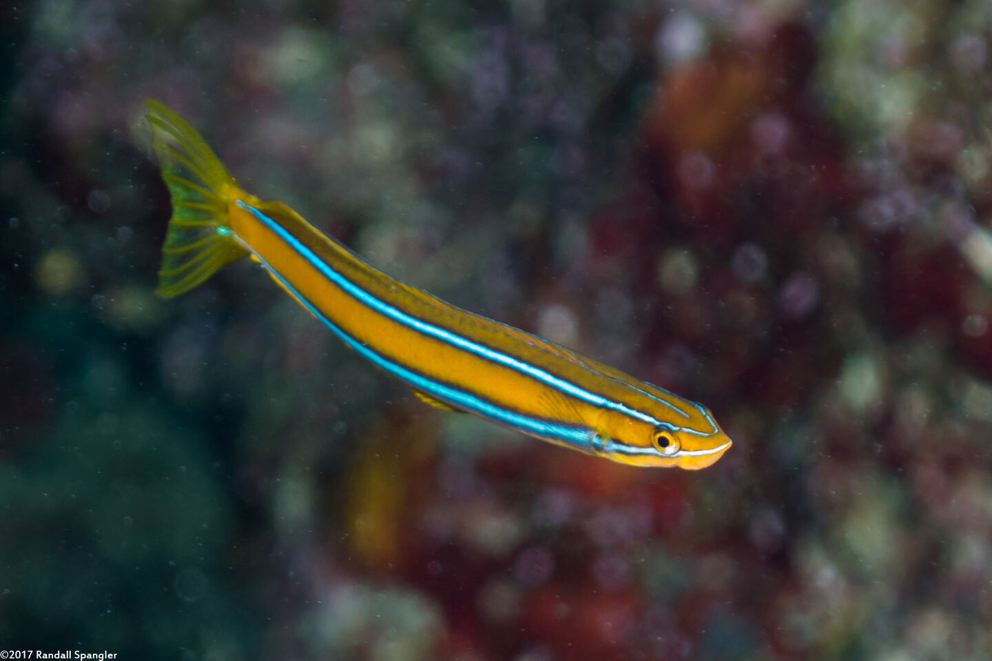 Plagiotremus rhinorhynchos (Bluestriped Fangblenny)