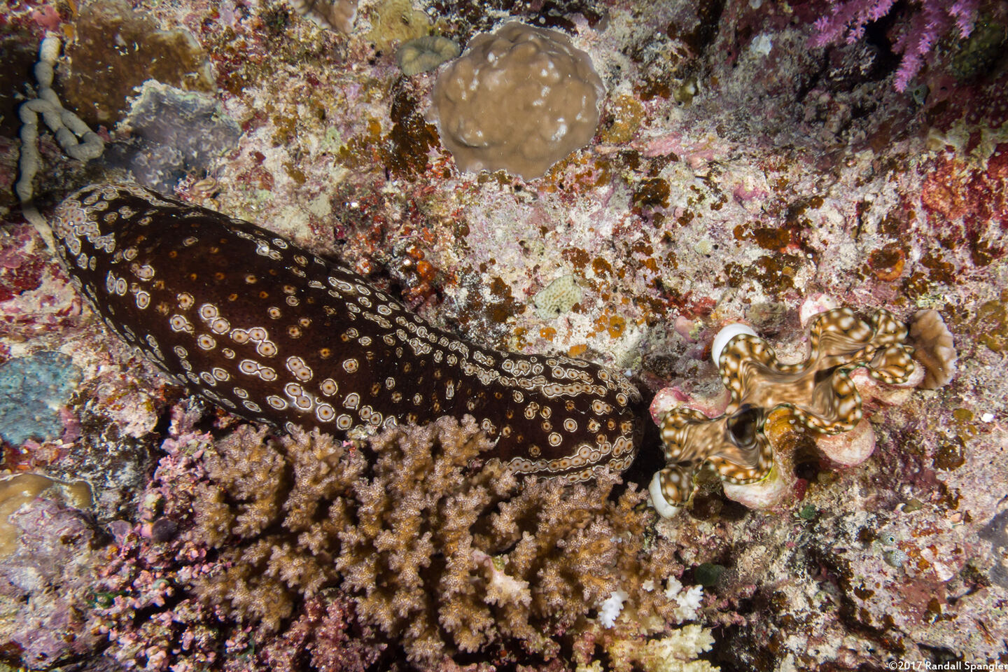 Bohadschia argus (Argus Sea Cucumber)