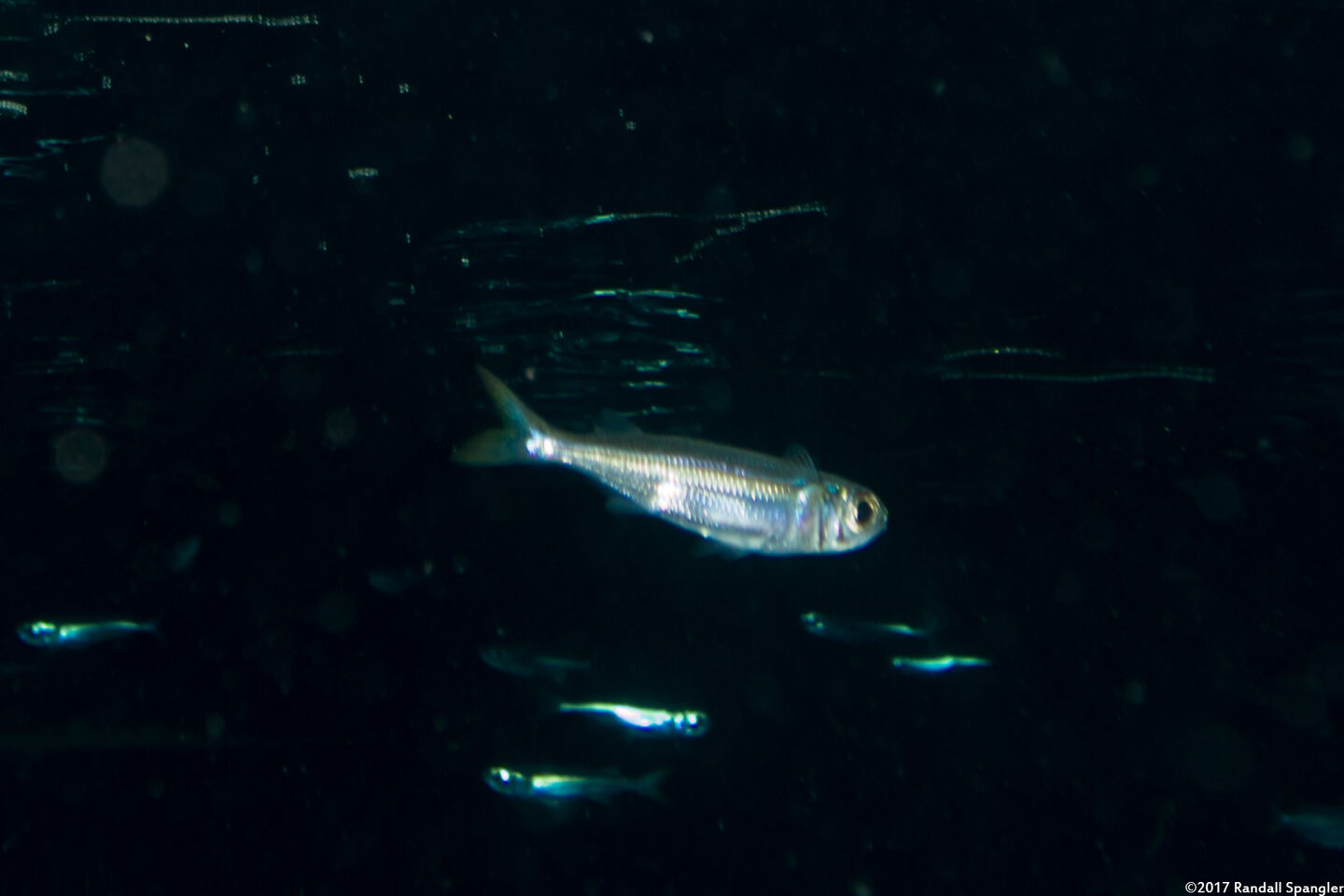 Atherinomorus lacunosus (Robust Silverside)