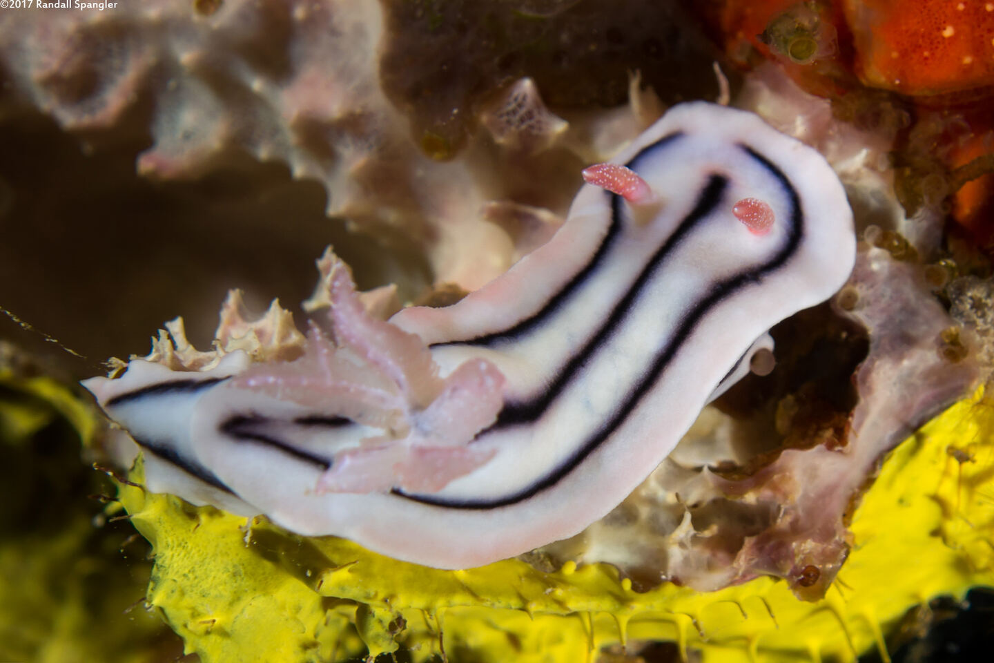 Chromodoris lochi (Loch's Chromodoris)