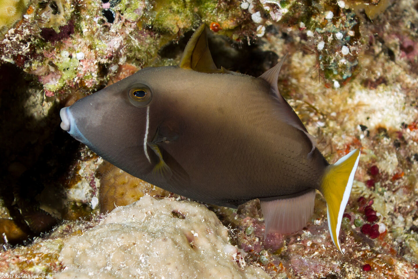 Sufflamen chrysopterum (Flagtail Triggerfish)