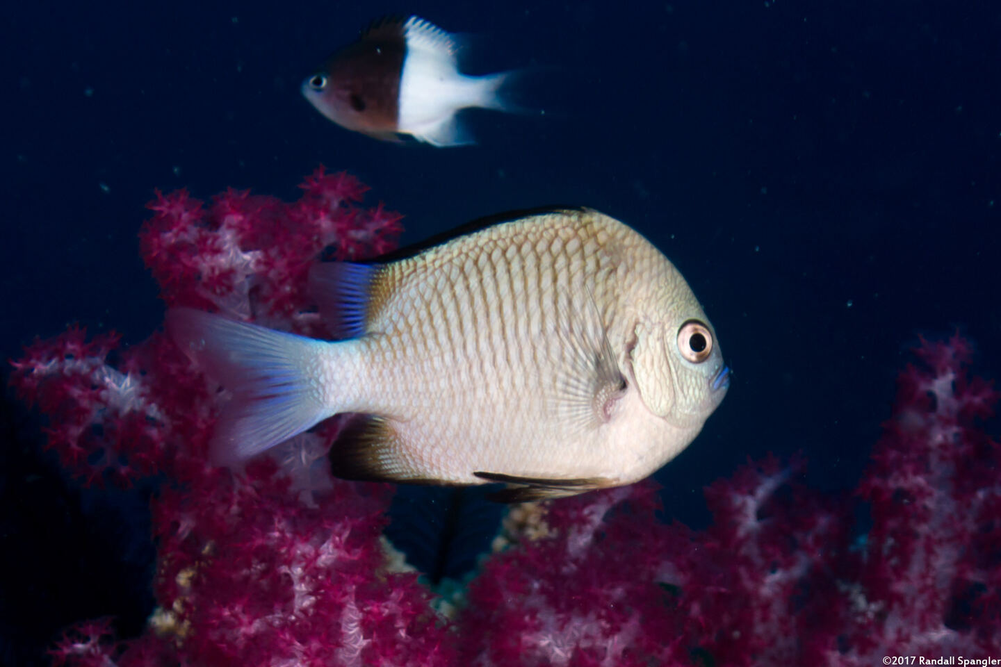 Dascyllus reticulatus (Reticulated Dascyllus)
