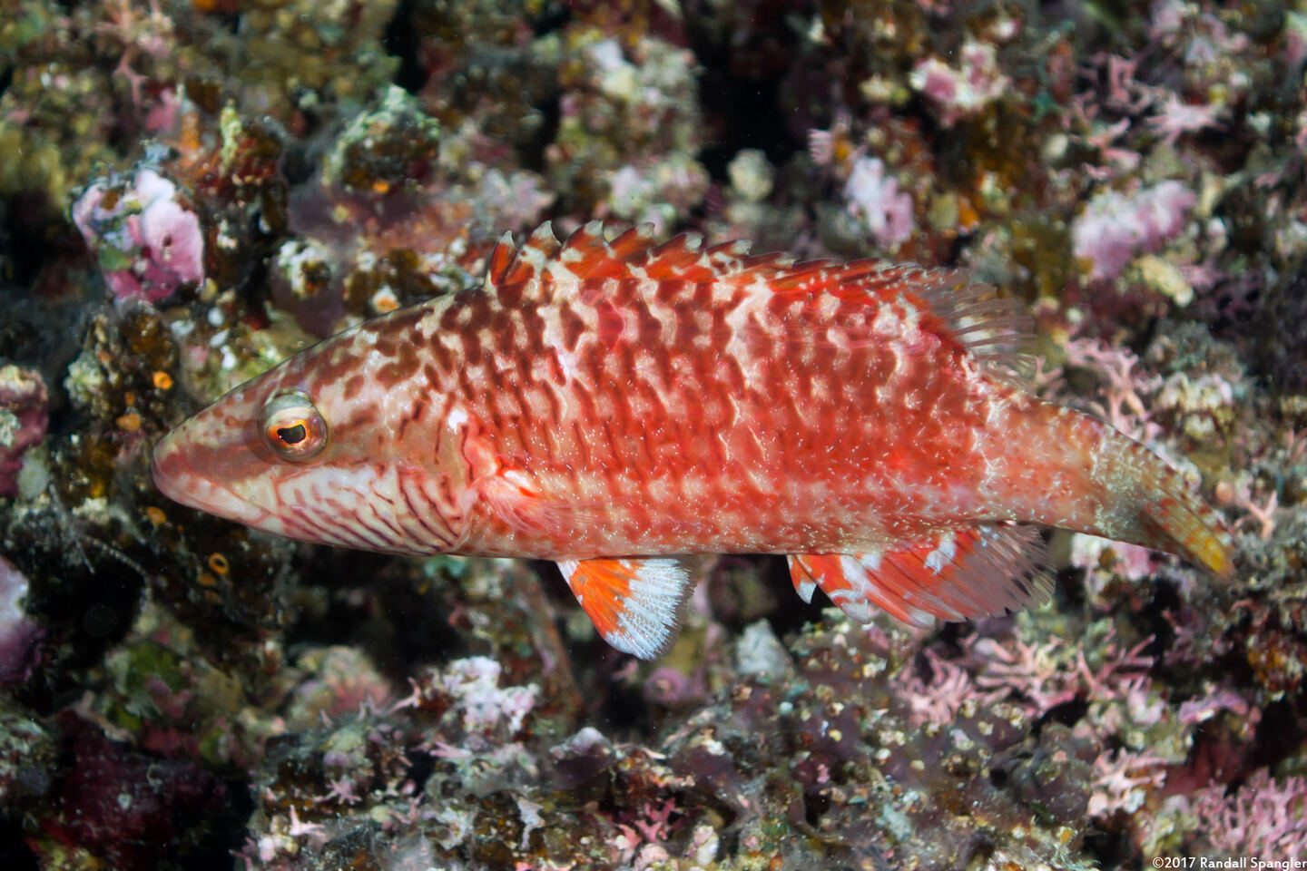Oxycheilinus digramma (Cheek-Lined Wrasse)