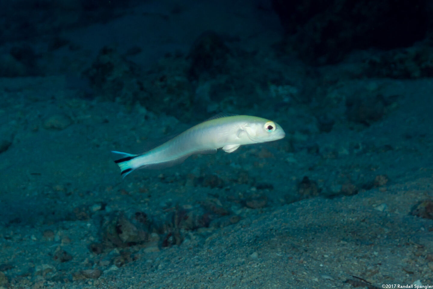 Malacanthus brevirostris (Flagtail Blanquillo)