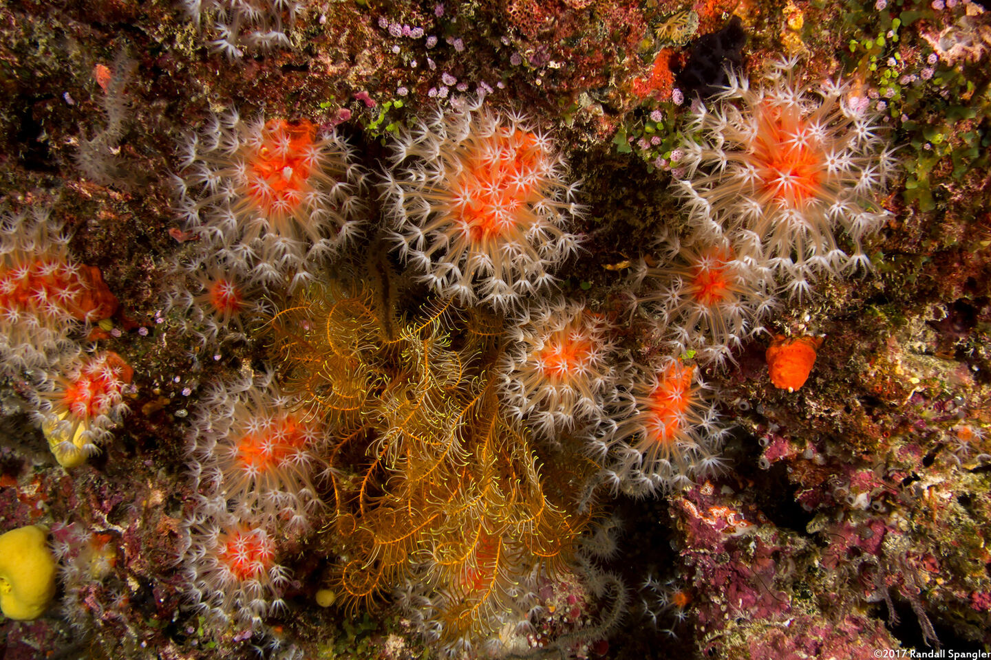 Nidalia simpsoni (Daisy Coral)