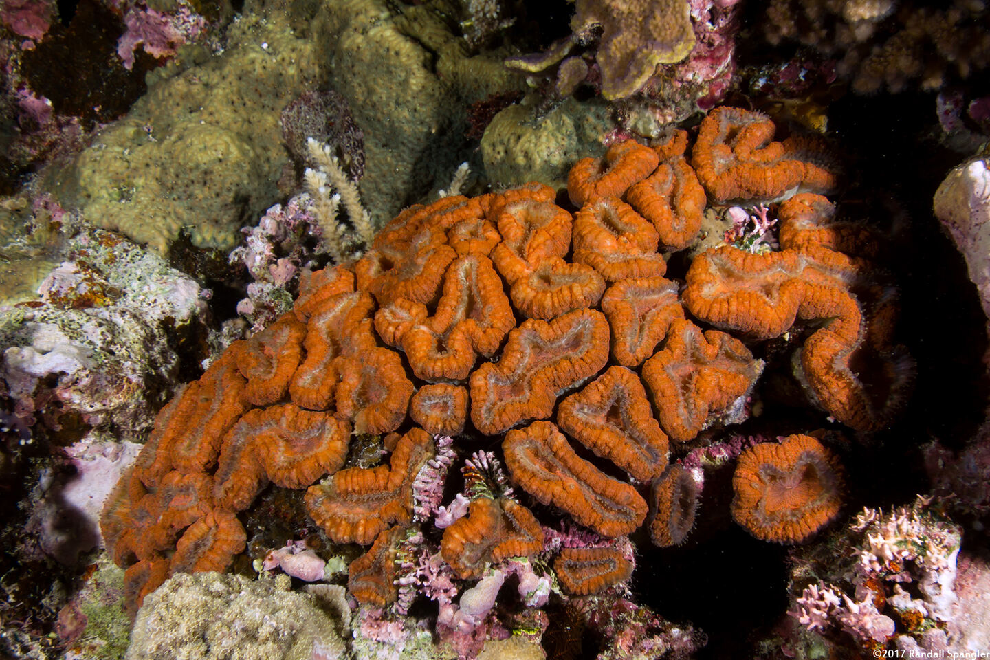 Lobophyllia hemprichii (Lobed Brain Coral)