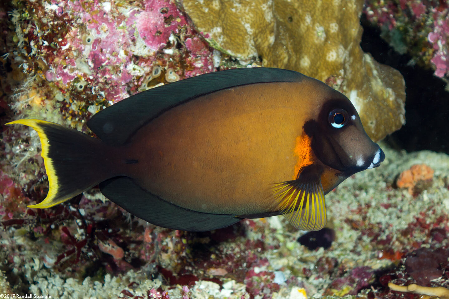 Acanthurus pyroferus (Mimic Surgeonfish)
