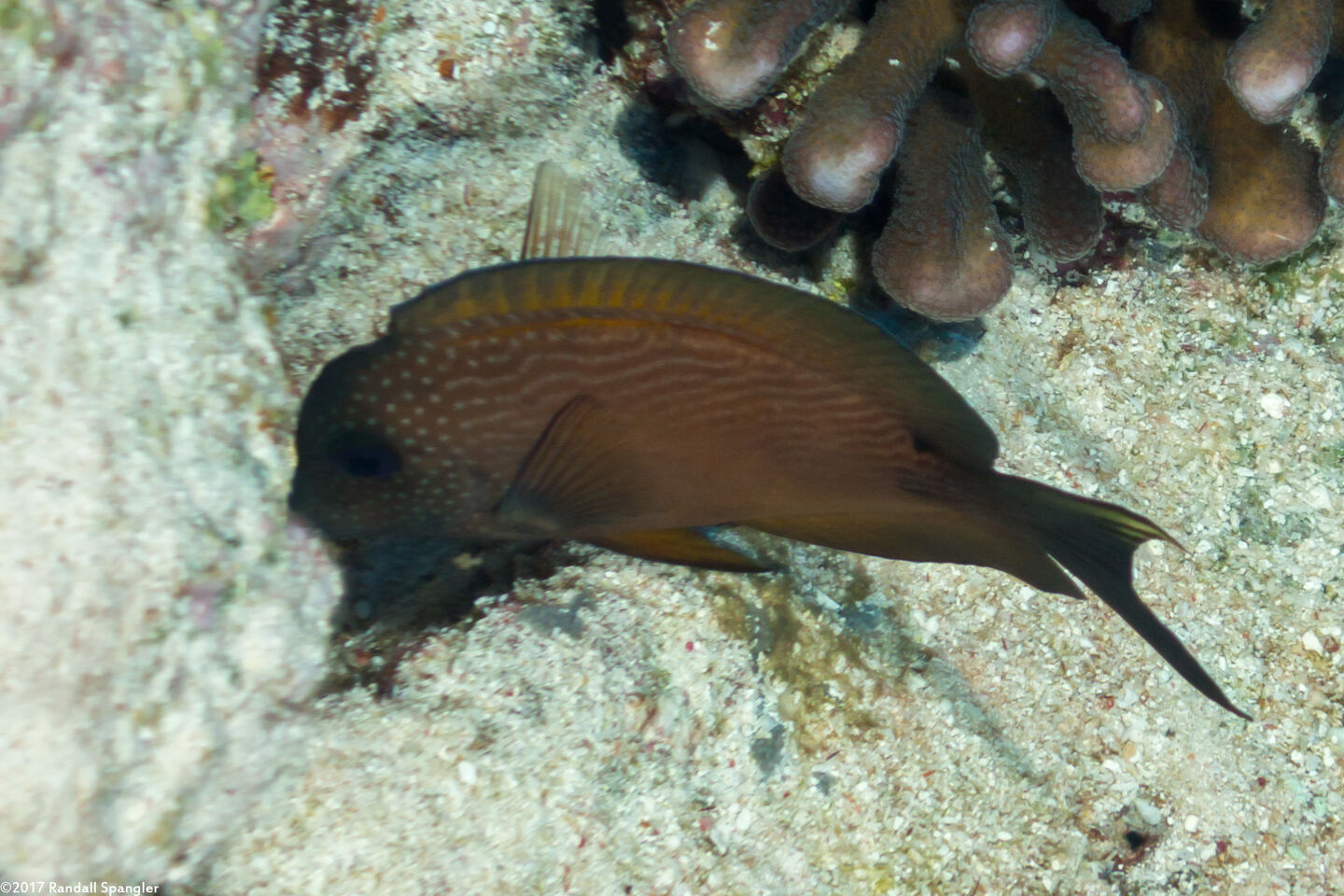 Ctenochaetus binotatus (Twospot Bristletooth)