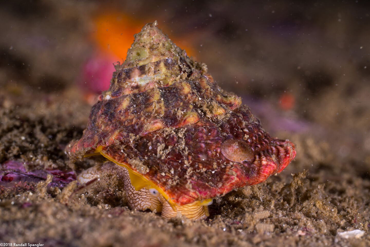 Pomaulax gibberosus (Red Top Snail)
