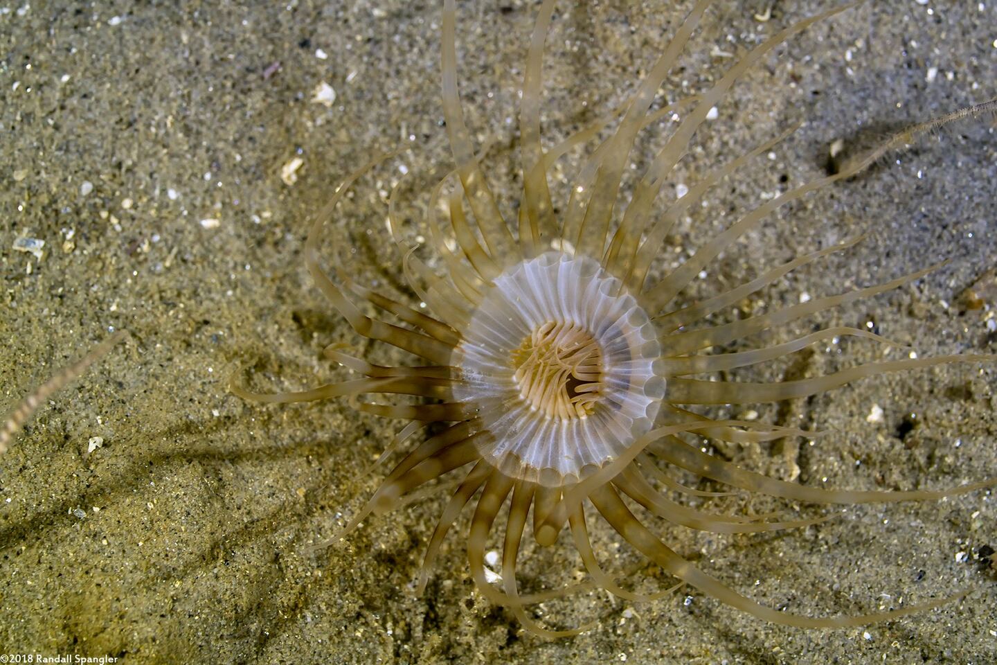 Pachycerianthus fimbriatus (Tube-Dwelling Anemone)