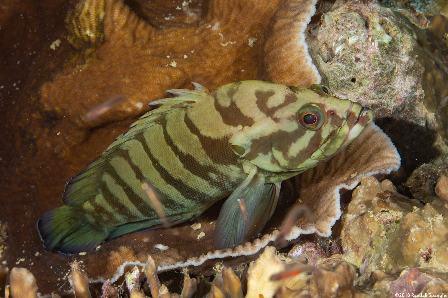 Cephalopholis boenak (Chocolate Grouper); Milk chocolate grouper