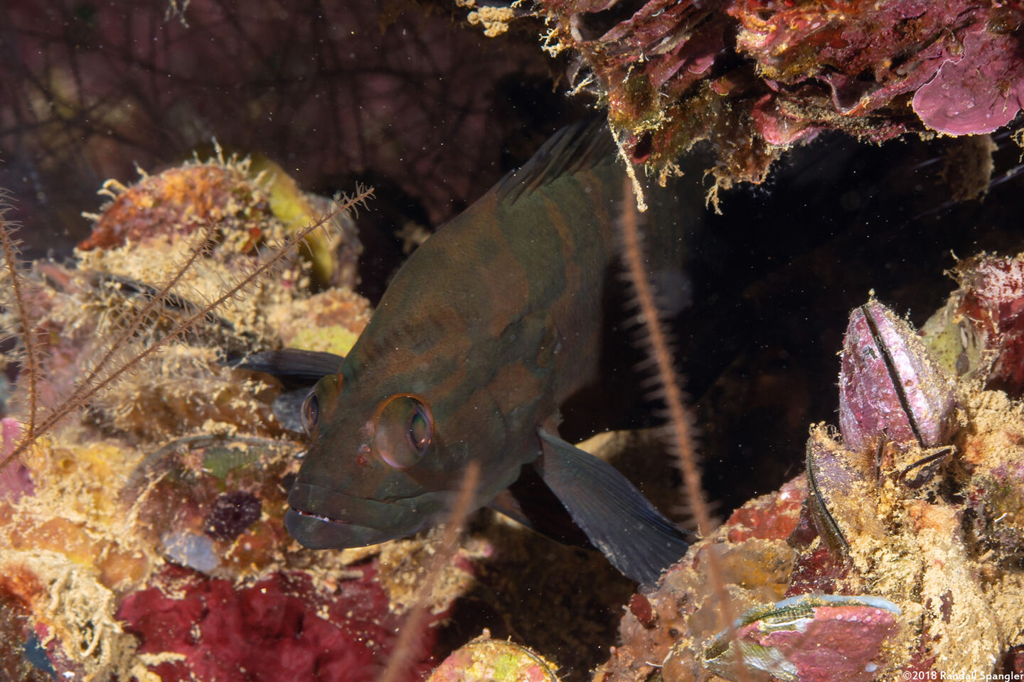 Cephalopholis boenak (Chocolate Grouper); Dark chocolate grouper