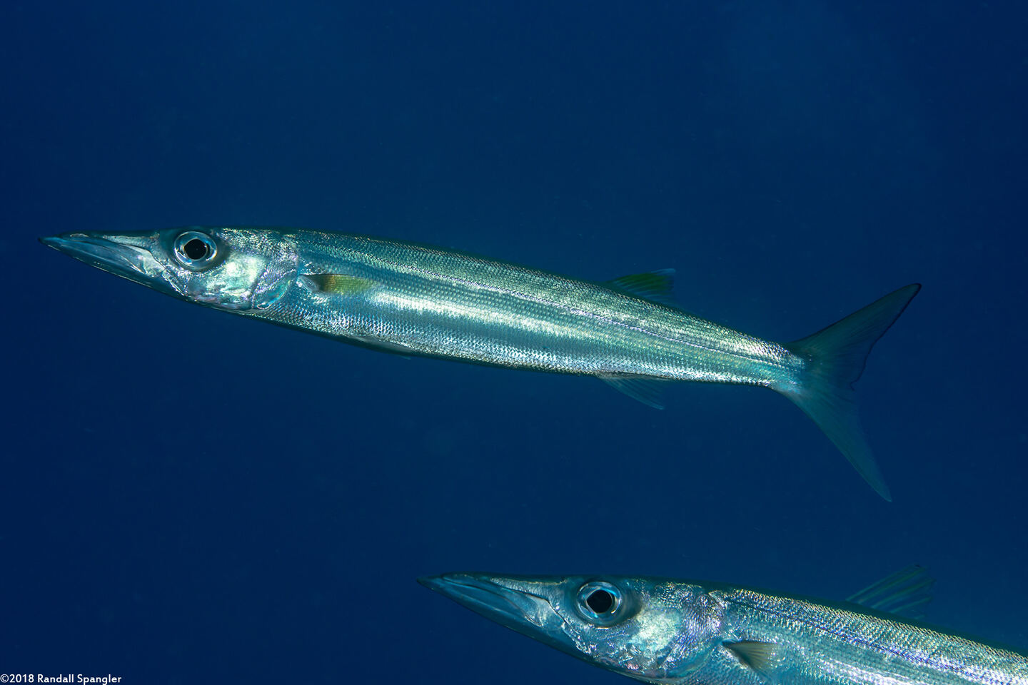 Sphyraena forsteri (Bigeye Barracuda)