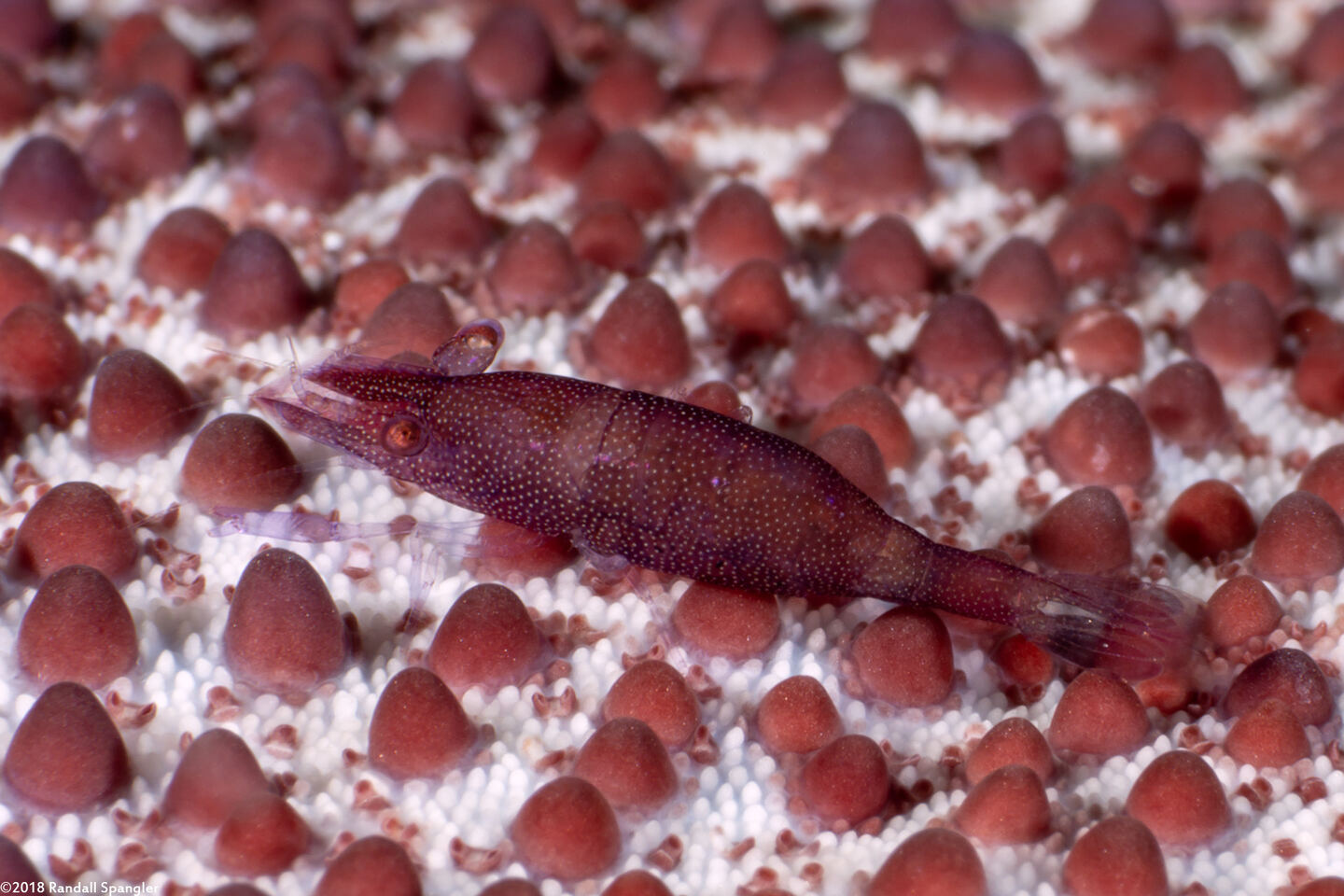 Zenopontonia soror (Sea Star Shrimp)