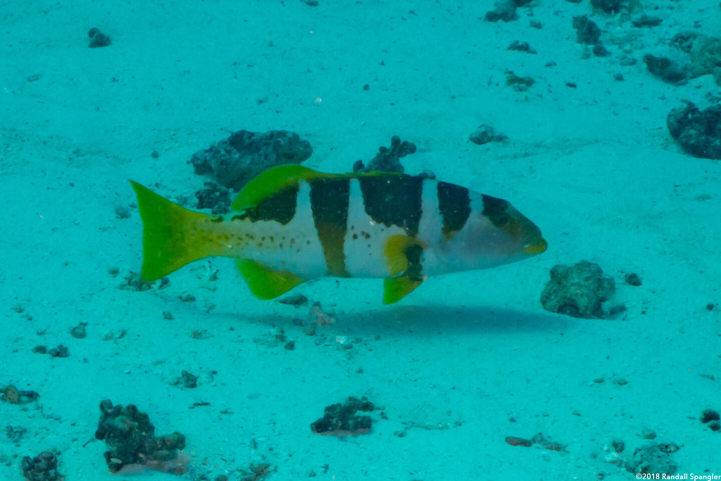 Plectropomus laevis (Blacksaddle Coral Grouper)