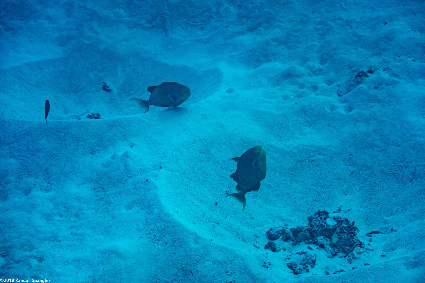 Pseudobalistes flavimarginatus (Yellowmargin Triggerfish); Triggerfish nests