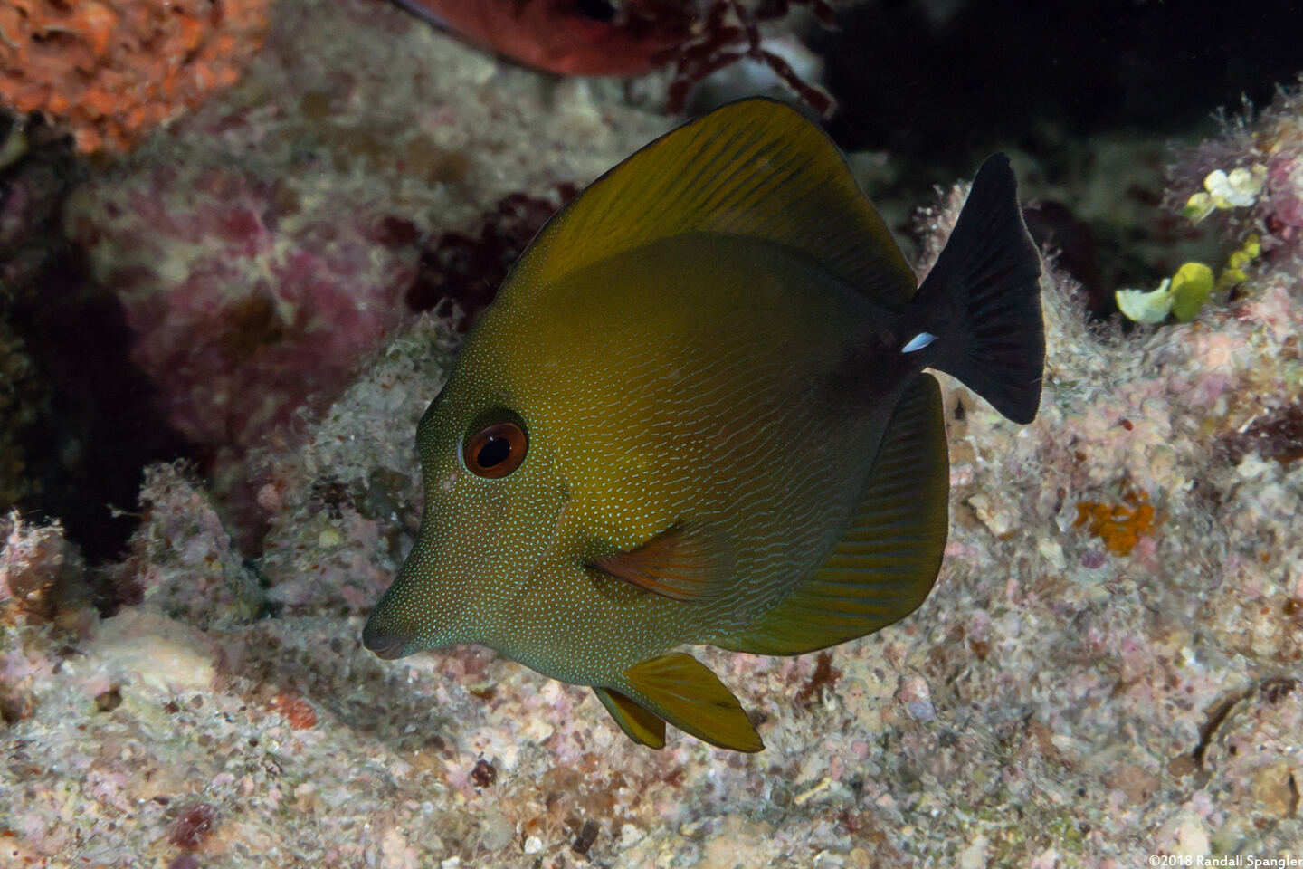 Zebrasoma scopas (Brushtail Tang)