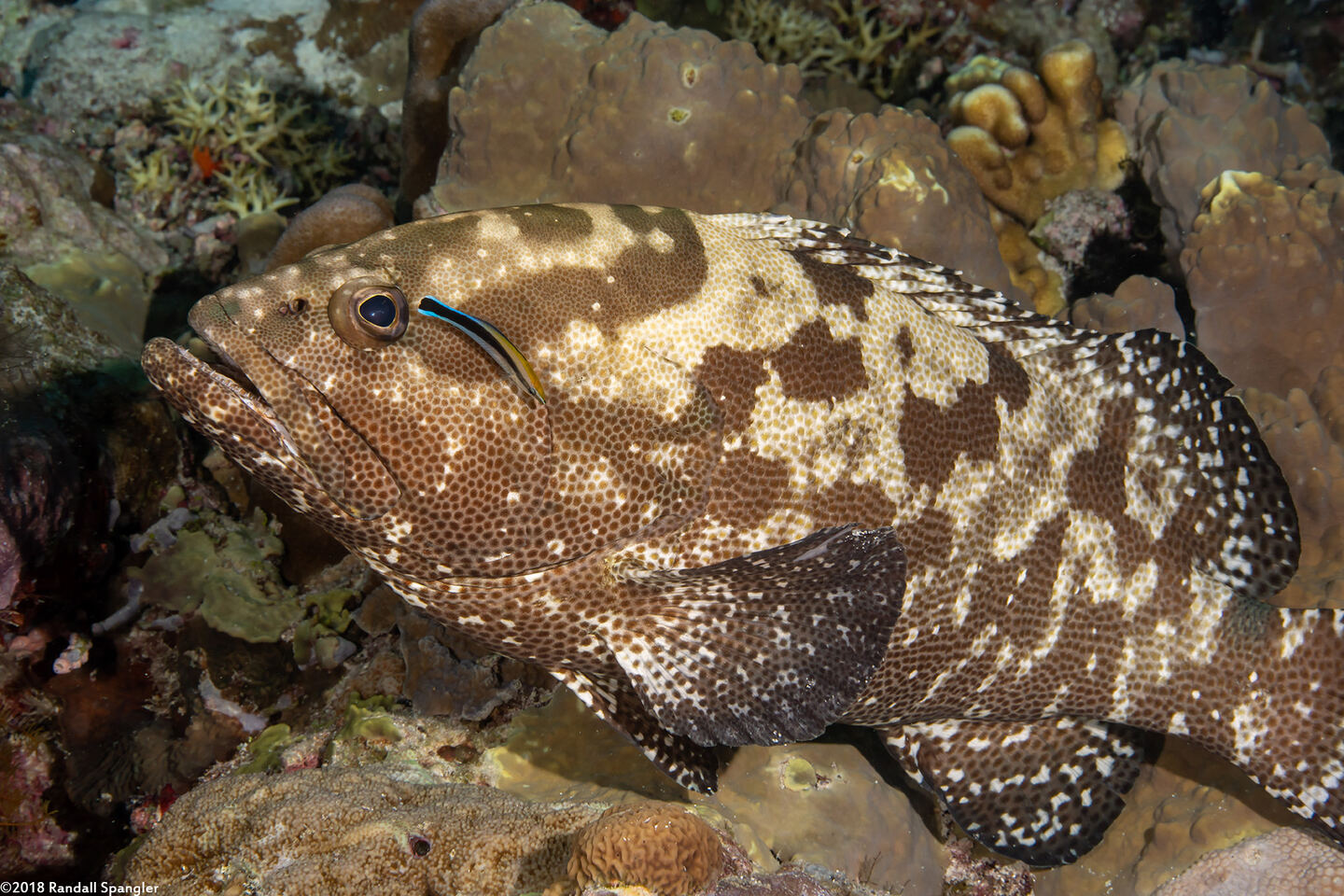 Epinephelus polyphekadion (Camouflage Grouper)