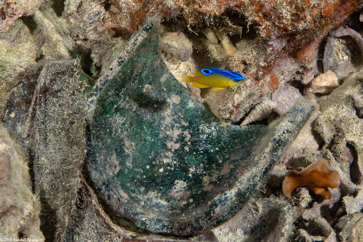 Pomacentrus simsiang (Blueback Damsel); Juvenile.  Note glass bottle shard for size comparison.