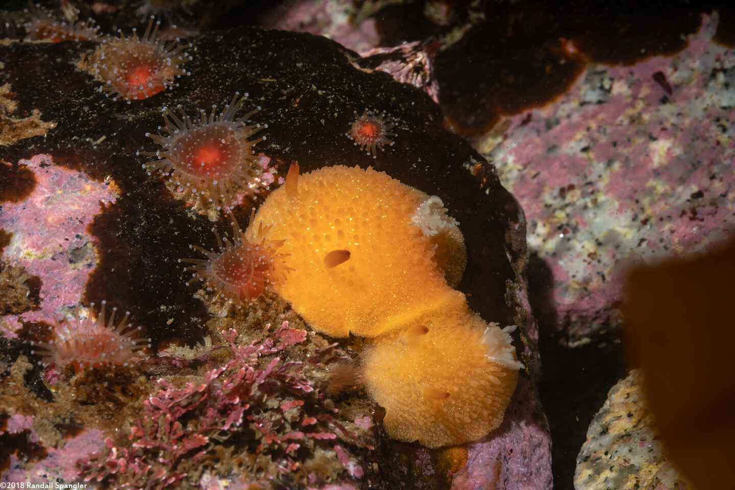 Acanthodoris lutea (Yellow Horned Dorid)