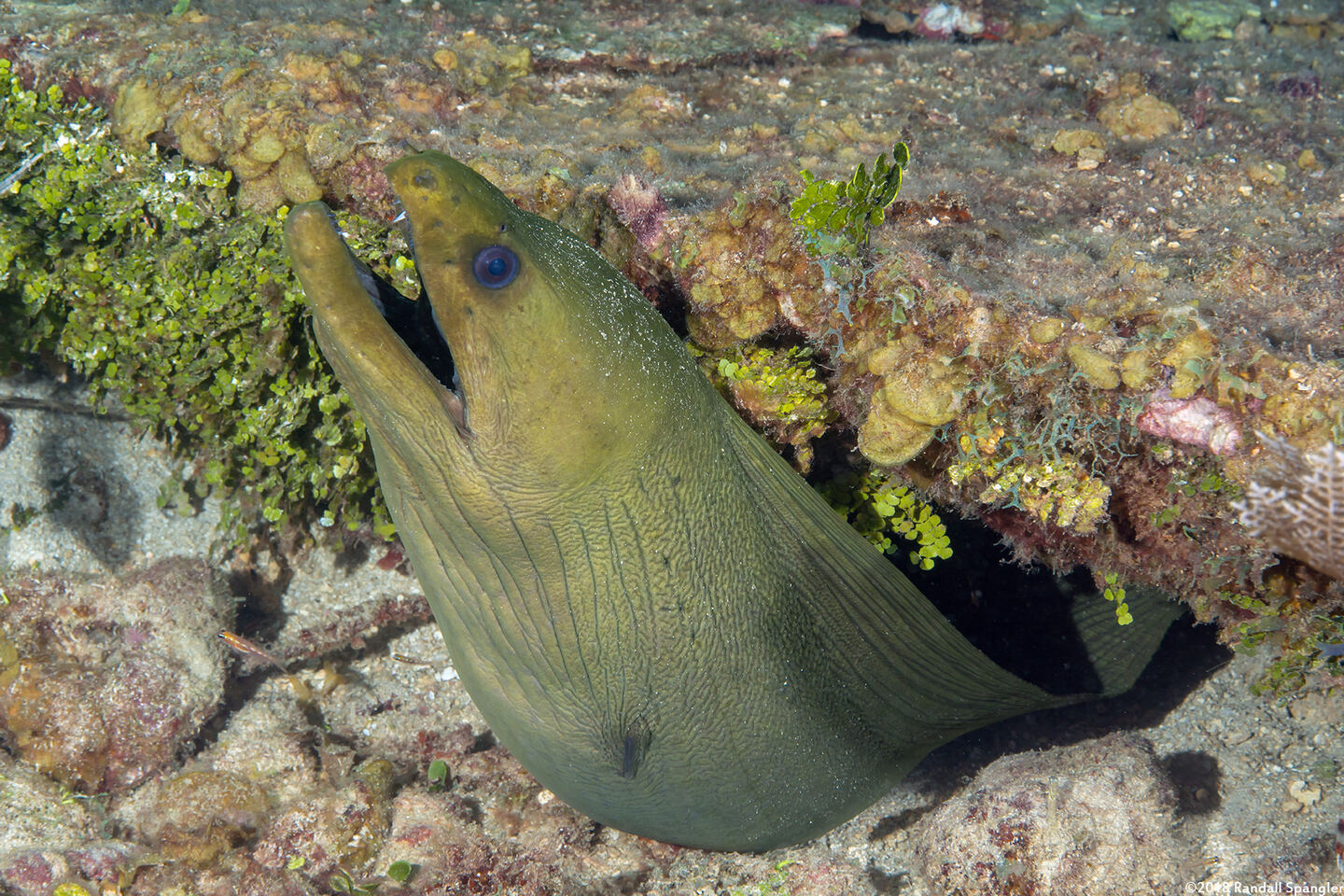 Gymnothorax funebris (Green Moray)