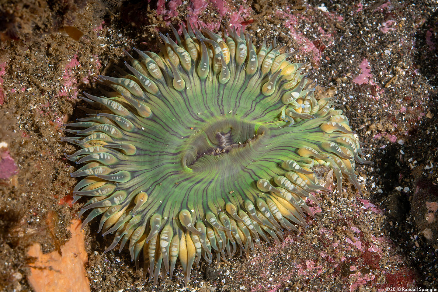 Anthopleura sola (Sunburst Anemone)