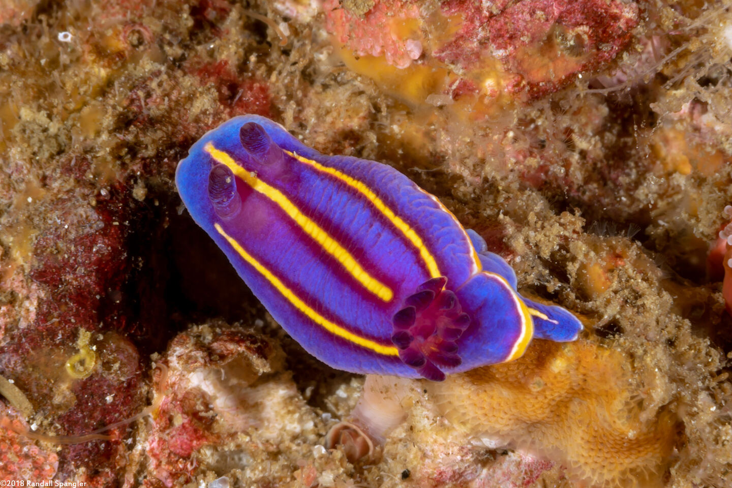 Felimida macfarlandi (MacFarland's Chromodorid)