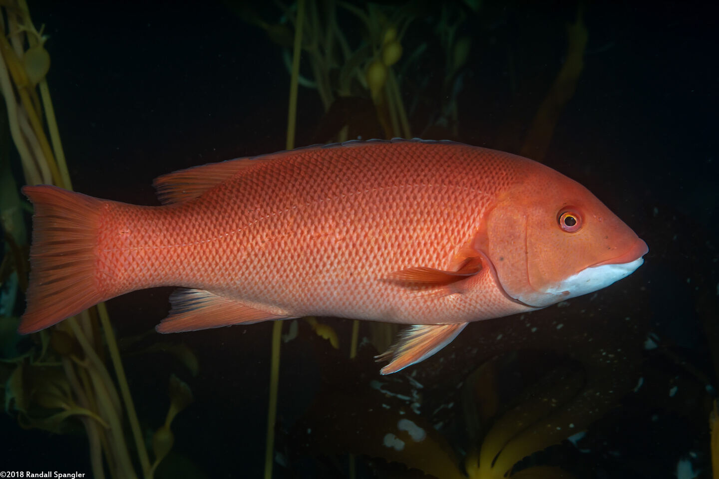 Semicossyphus pulcher (California Sheephead)