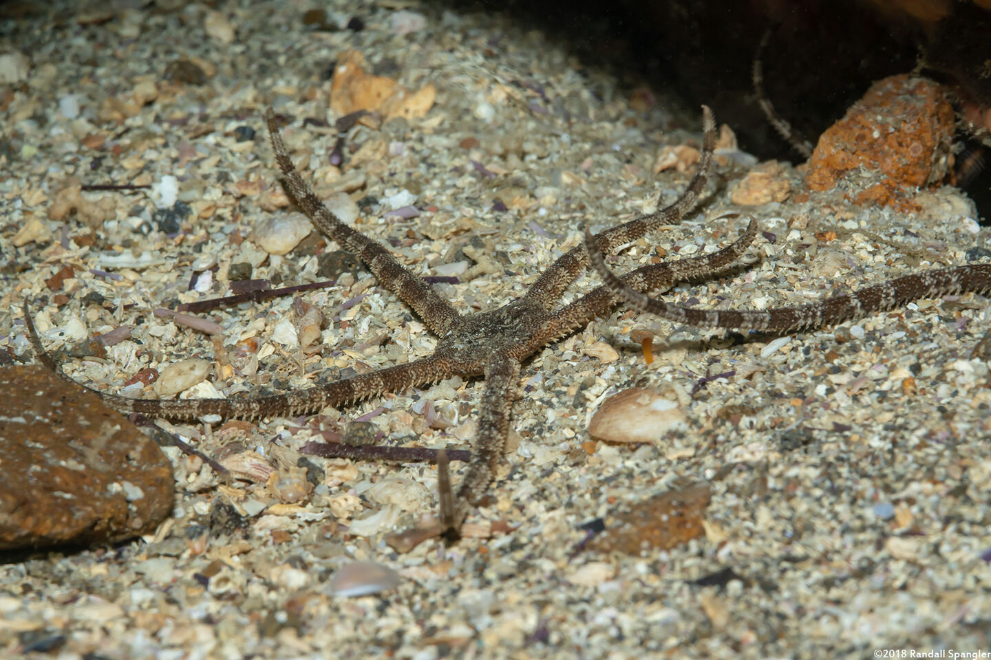 Ophioderma panamense (Banded Serpent Star)