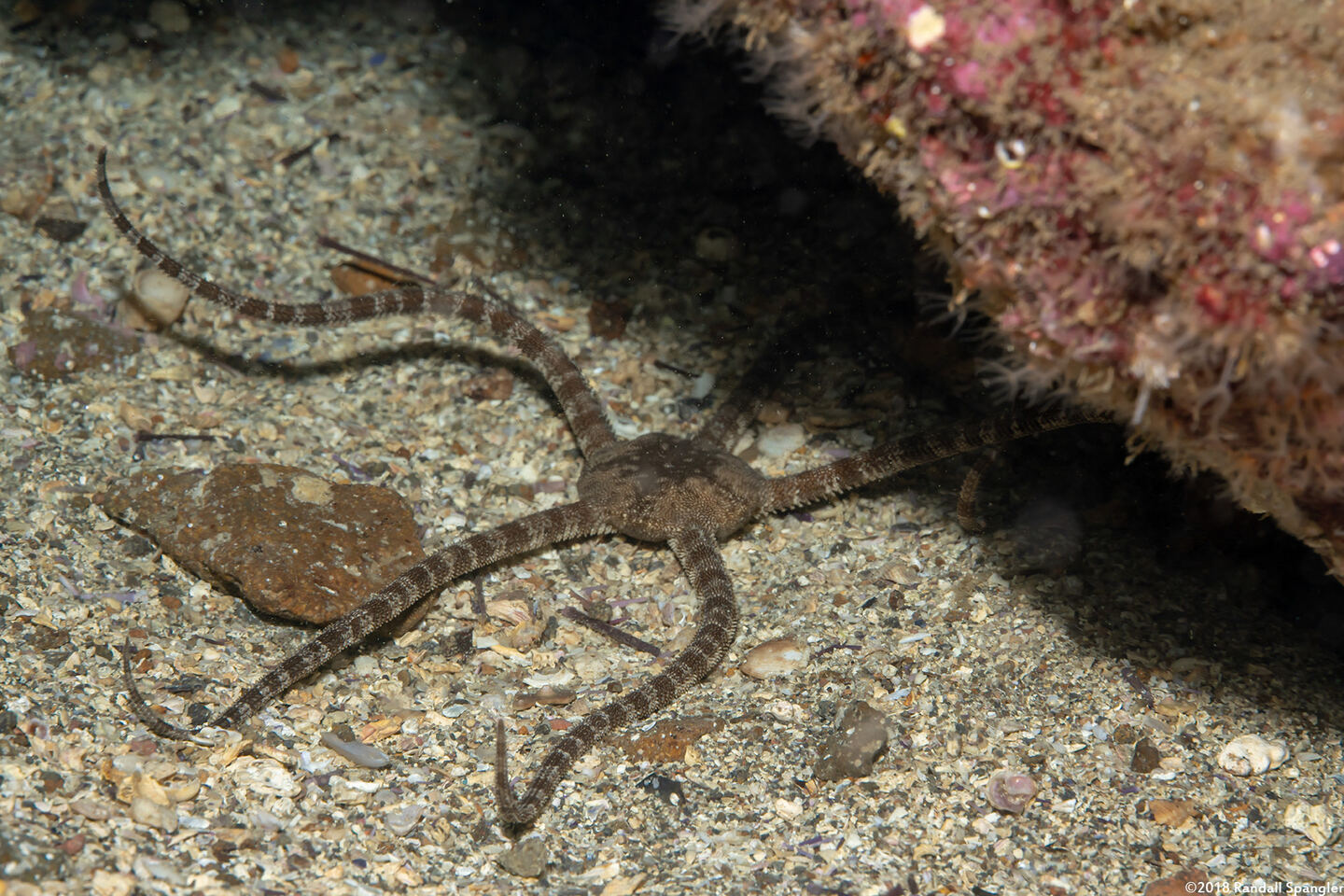 Ophioderma panamense (Banded Serpent Star)