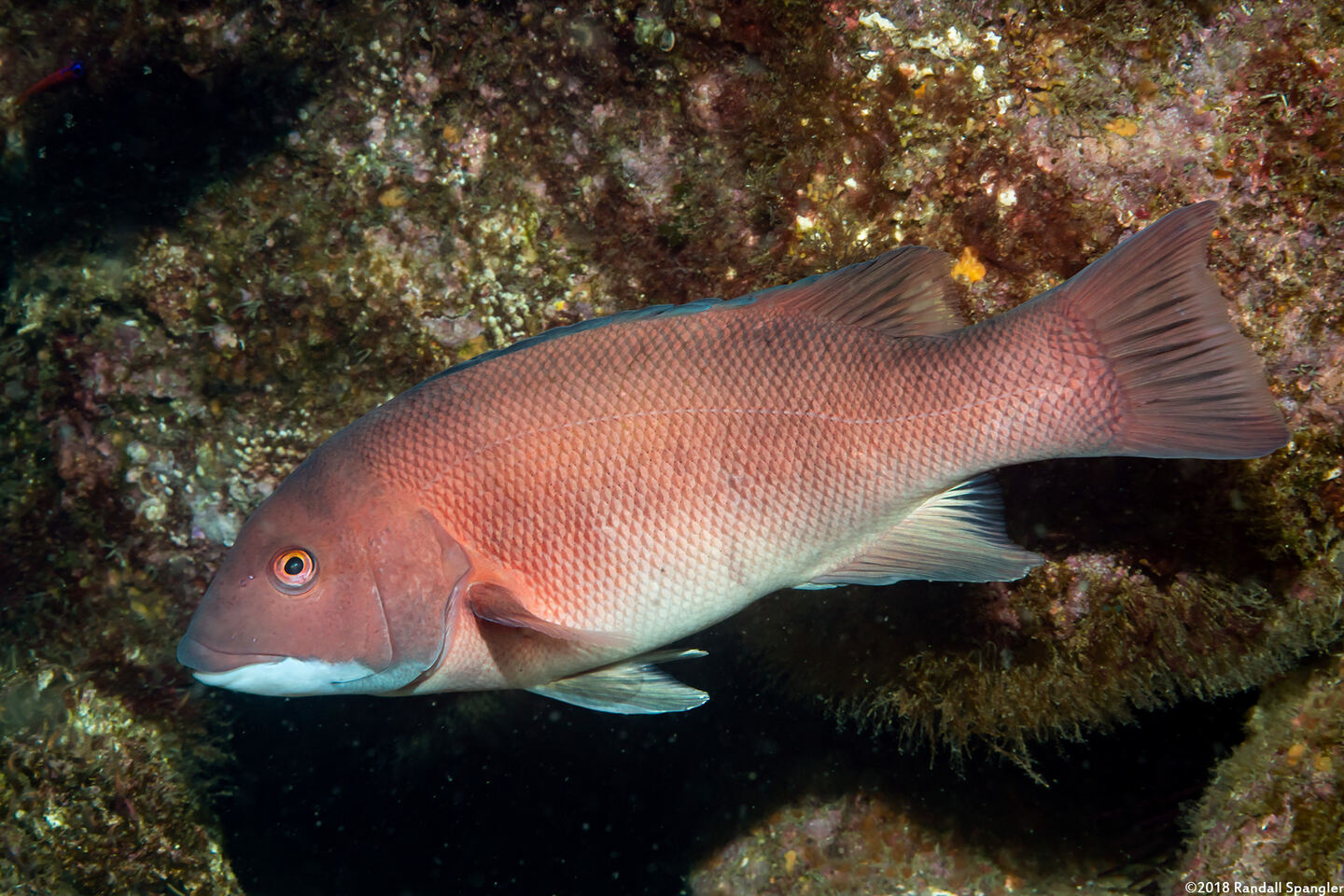 Semicossyphus pulcher (California Sheephead)