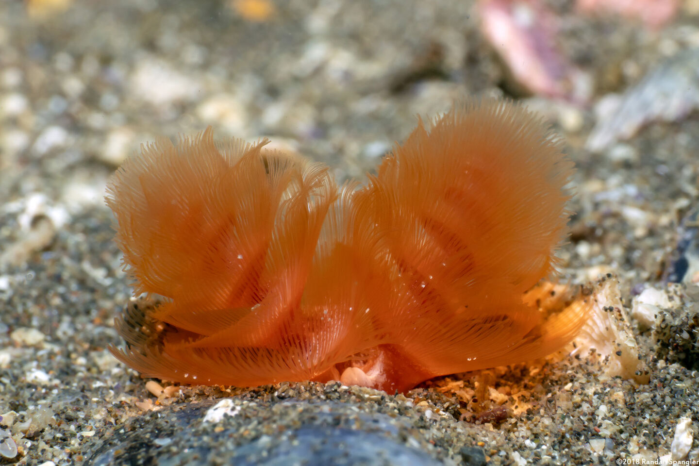Phoronopsis californica (California Phoronid)