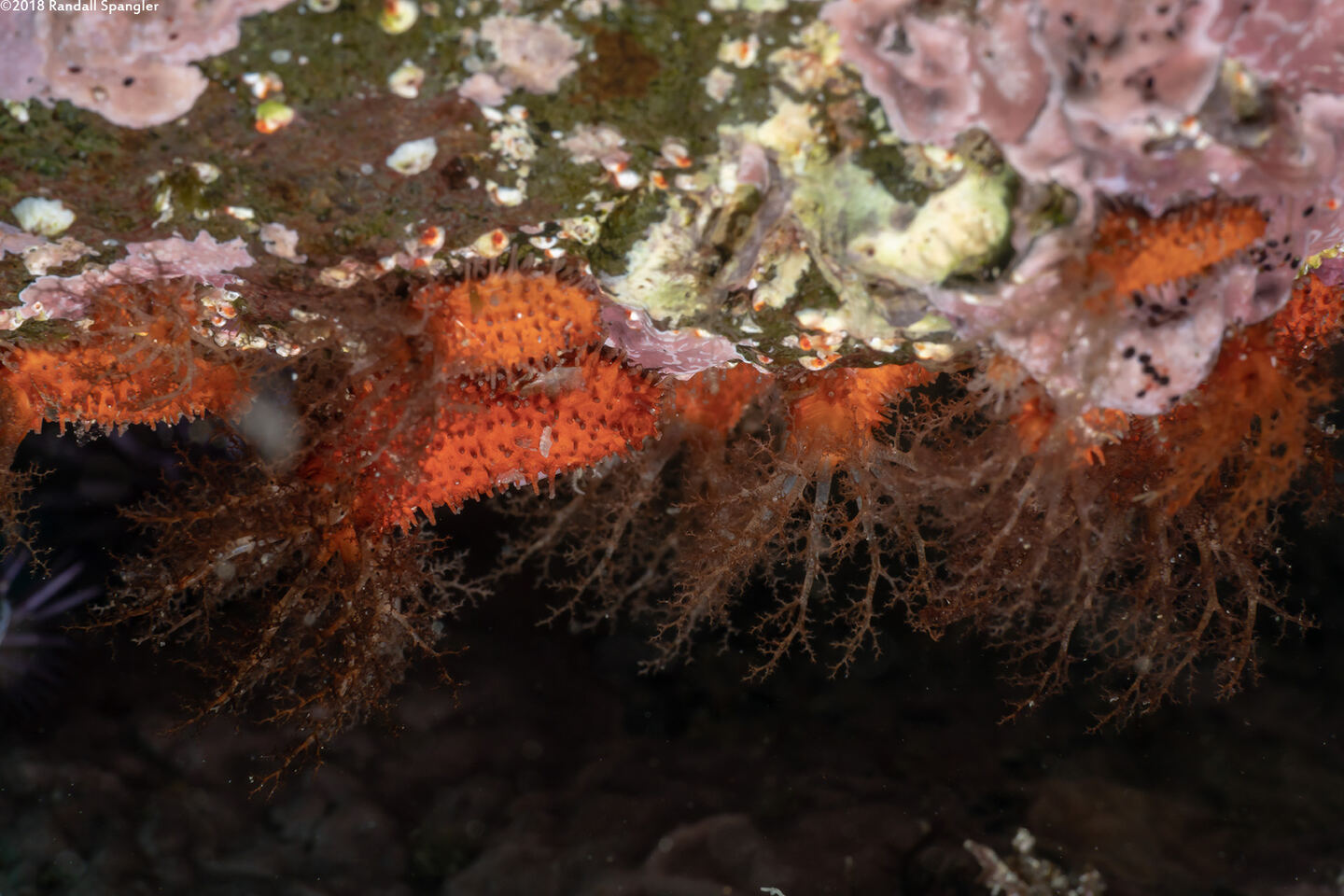 Pachythyone rubra (Red Sea Cucumber)