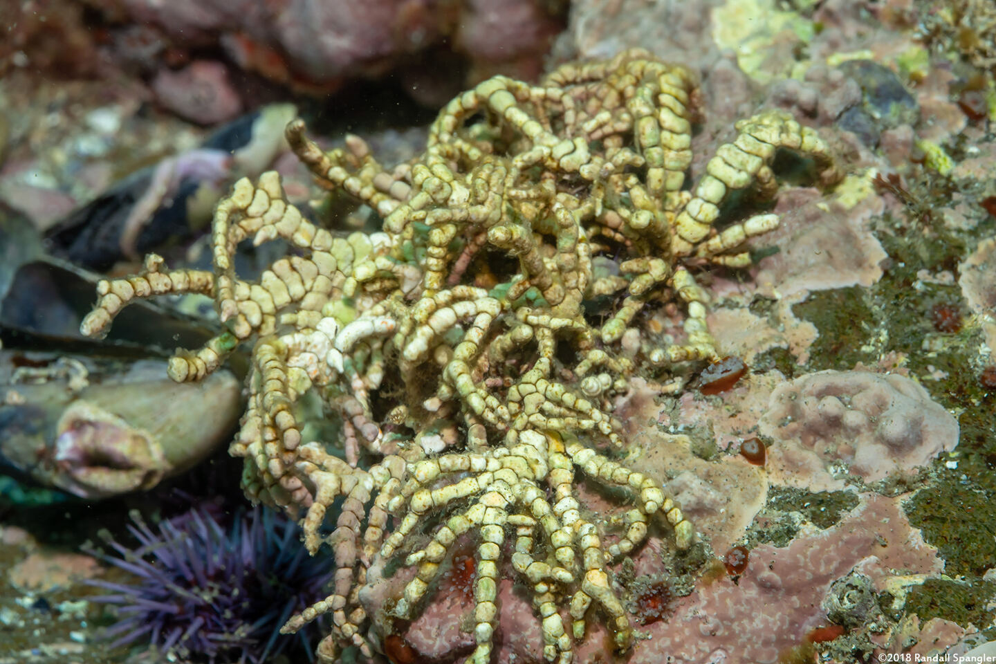 Calliarthron cheilosporioides (Calliarthron Cheilosporioides)