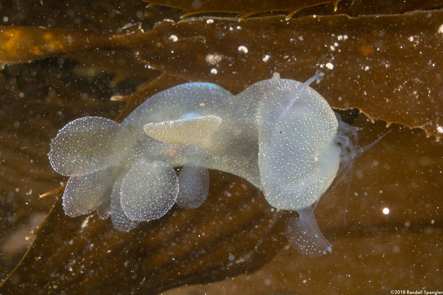 Melibe leonina (Lion's Mane Nudibranch)