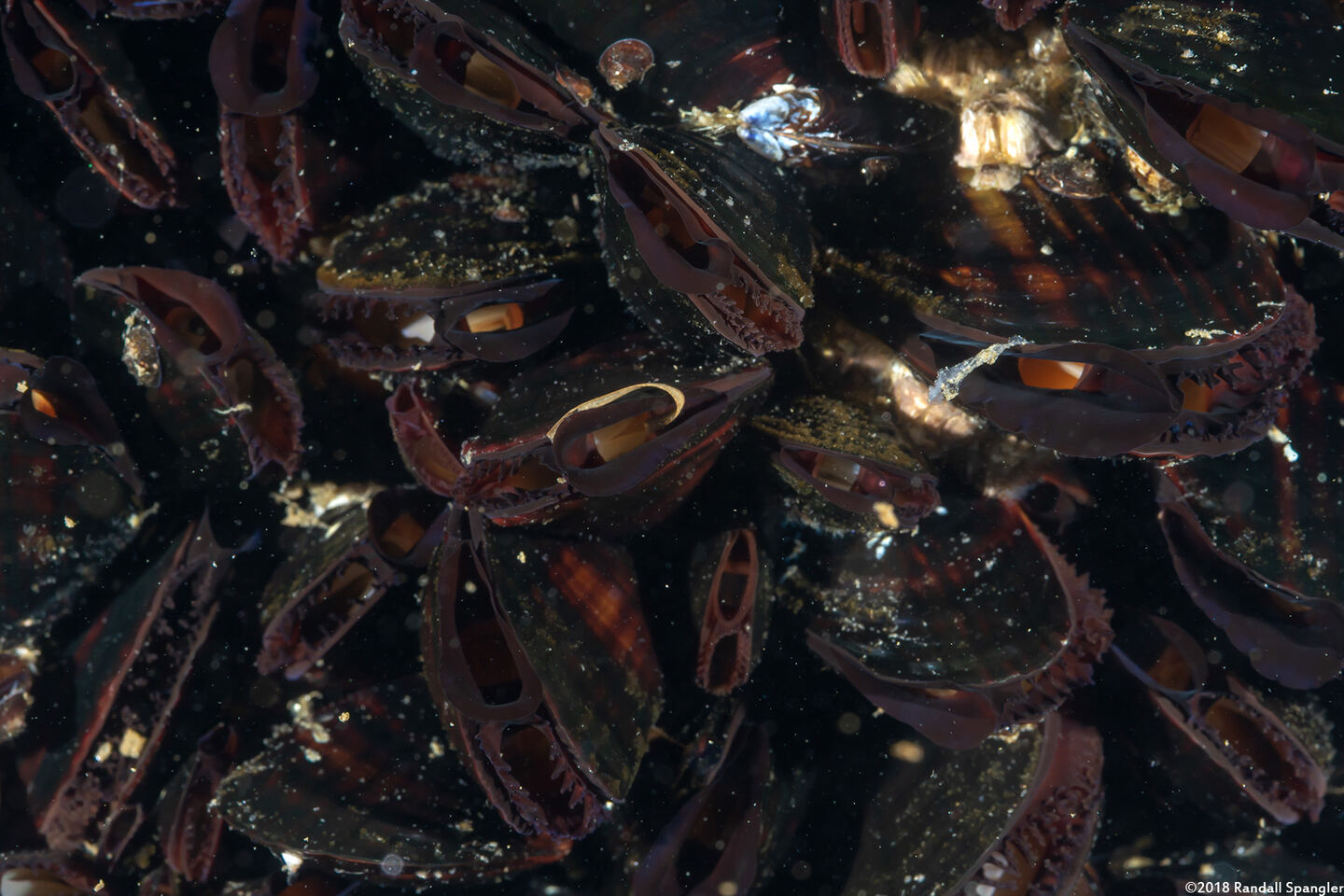 Mytilus galloprovincialis (Mediterranean Mussel)