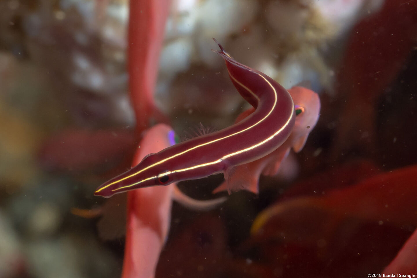 Diademichthys lineatus (Urchin Clingfish)