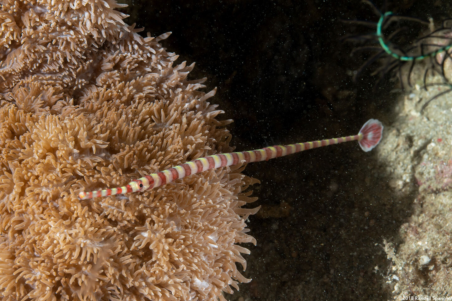 Dunckerocampus dactyliophorus (Ringed Pipefish)