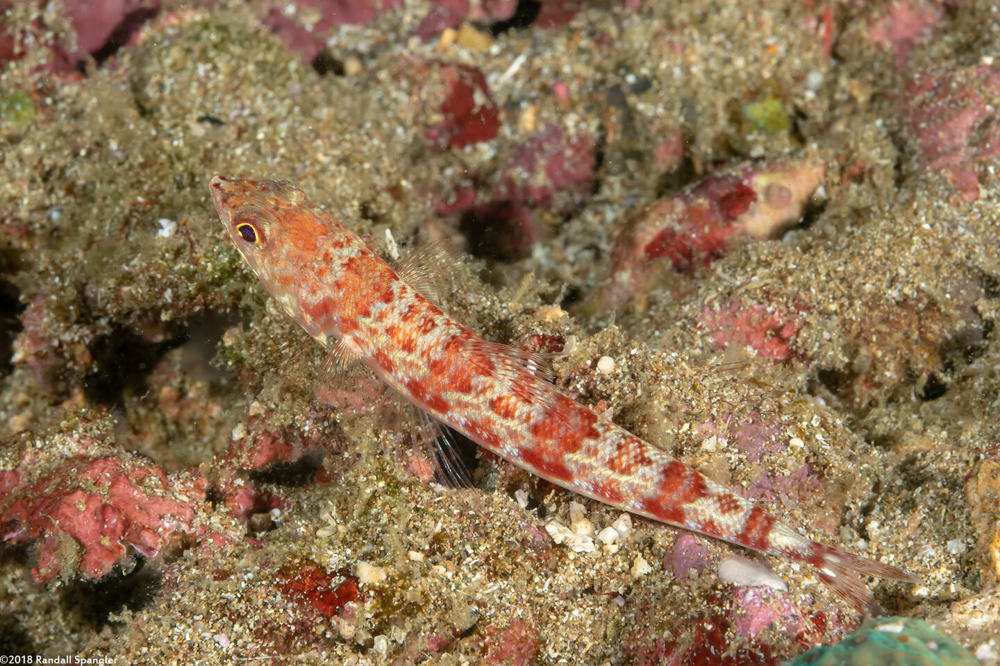 Synodus binotatus (Twospot Lizardfish)