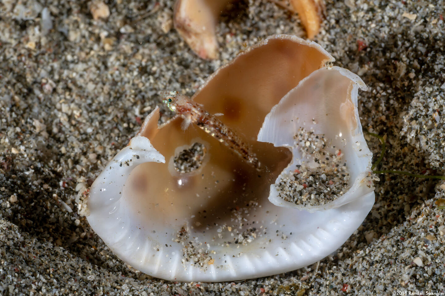 Arcygobius baliurus (Sand Goby)