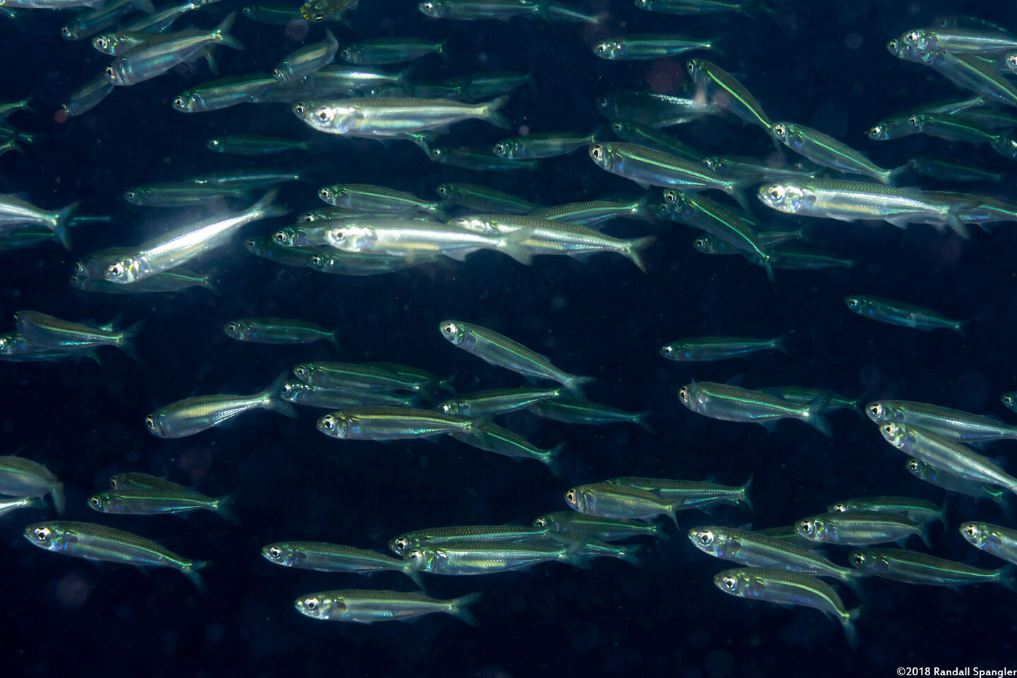 Atherinomorus lacunosus (Robust Silverside)