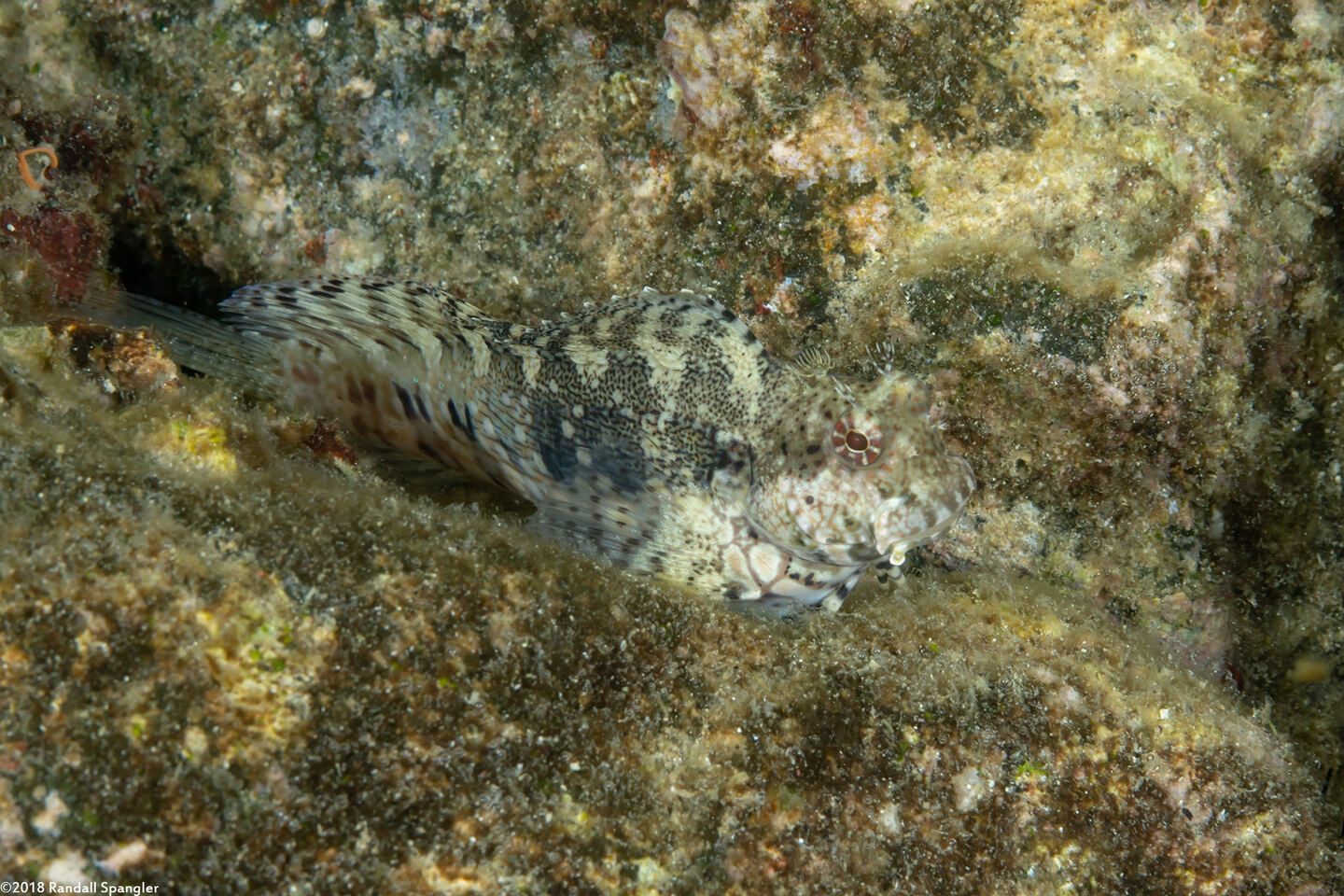 Salarias fasciatus (Jewelled Blenny)