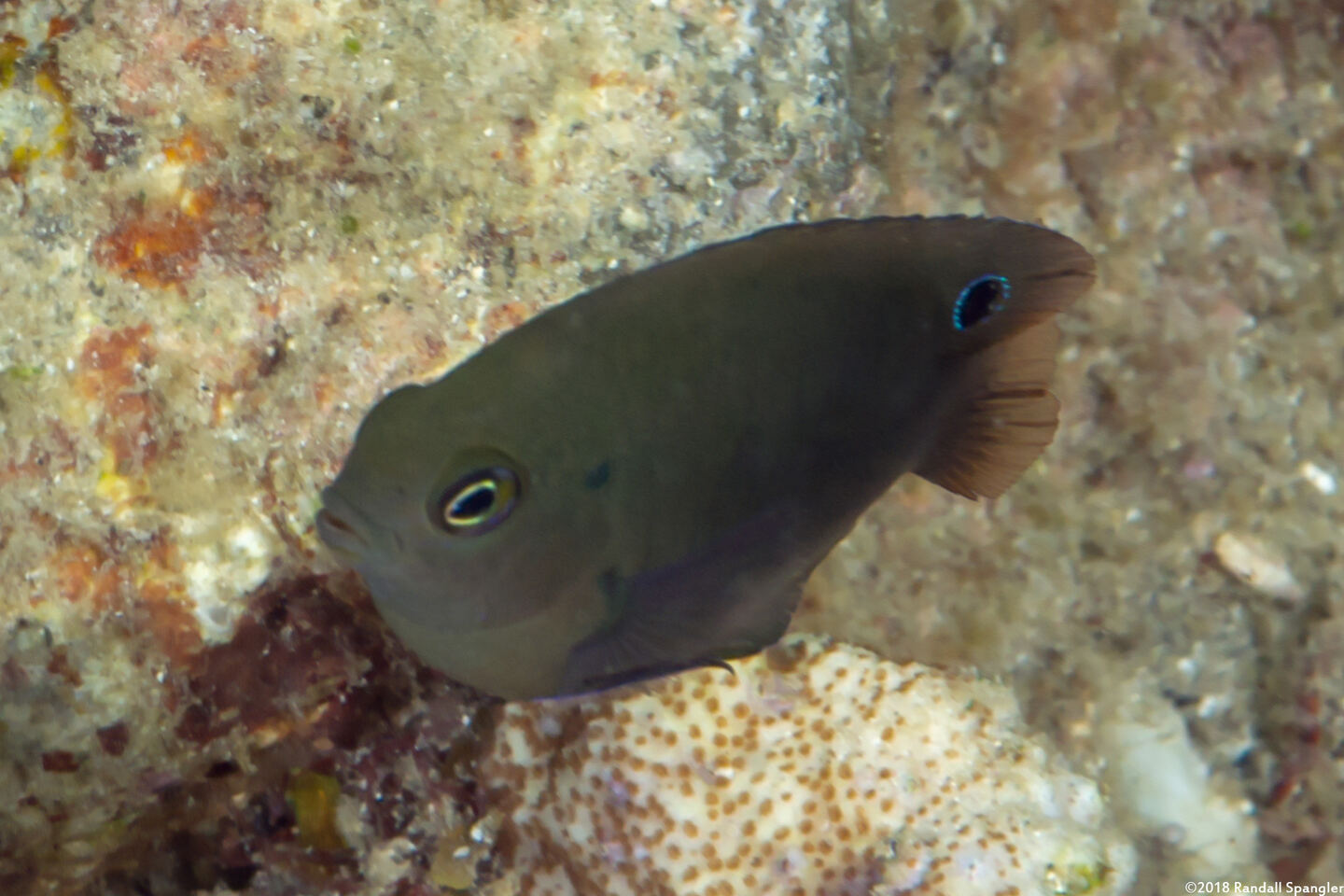 Pomacentrus adelus (Obscure Damsel)