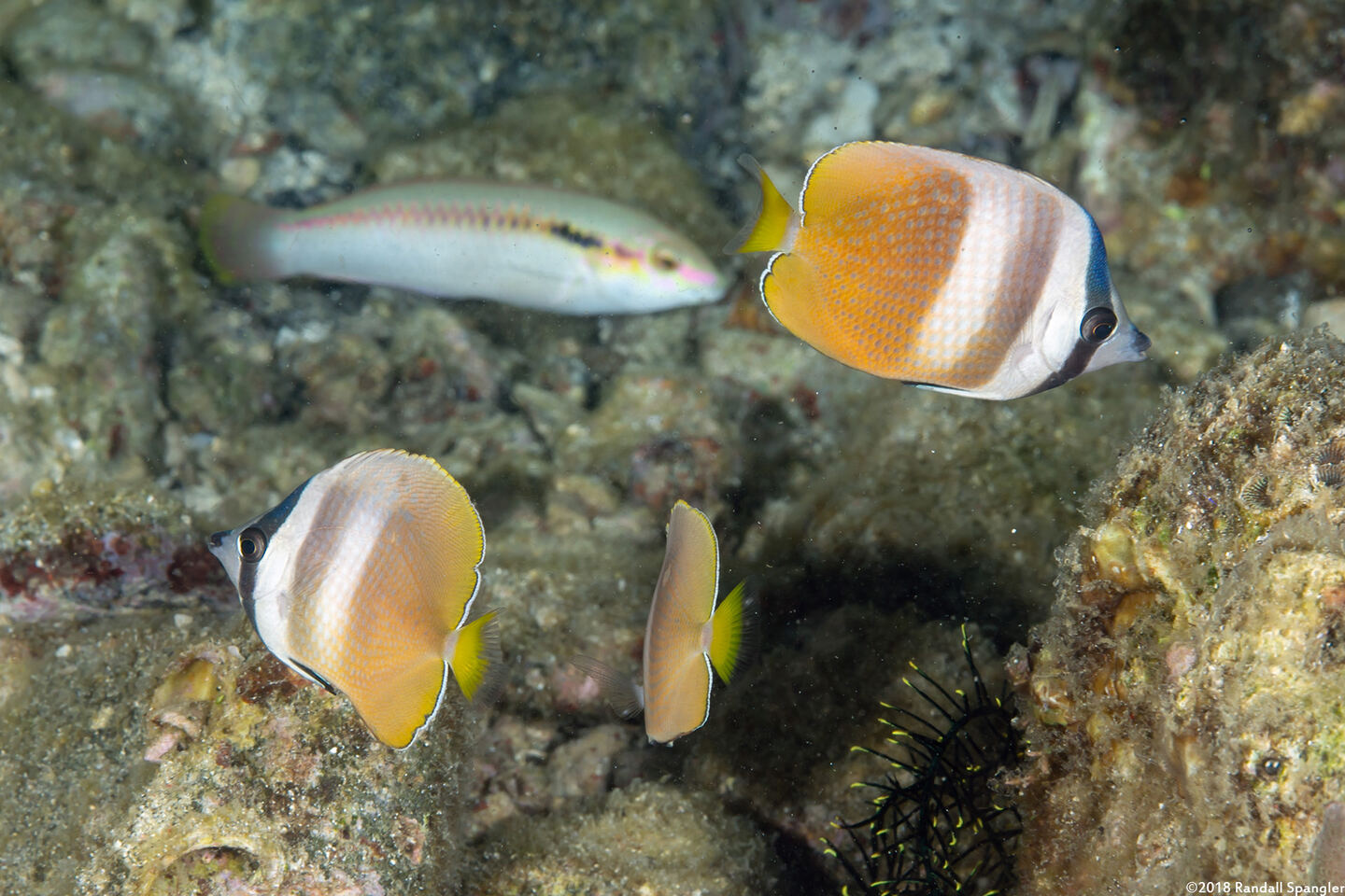 Chaetodon kleinii (Blacklip Butterflyfish)