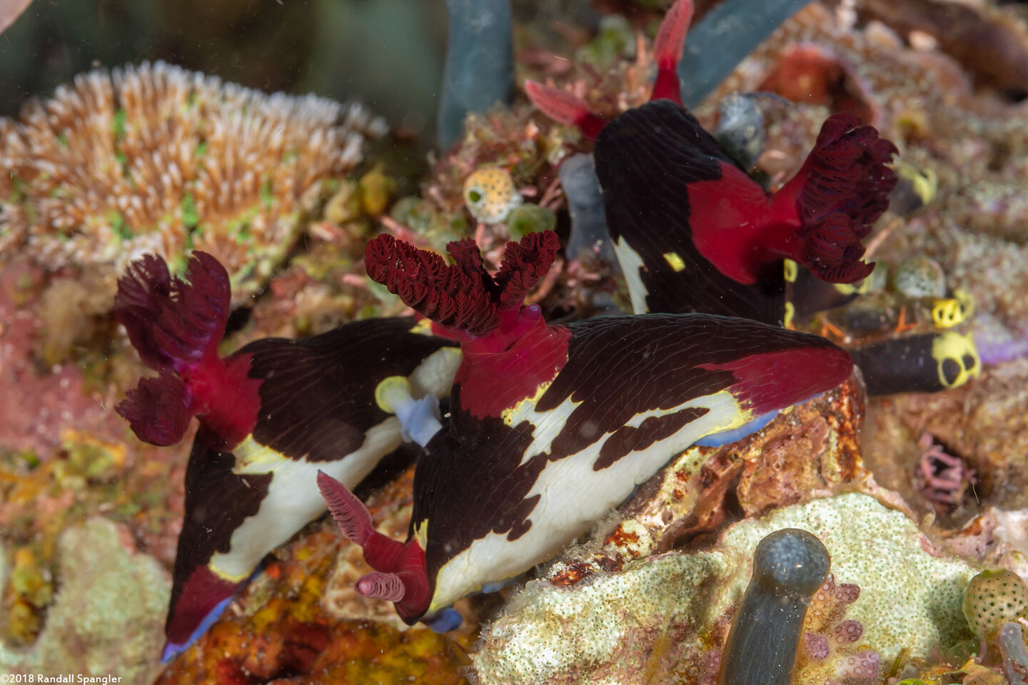 Nembrotha chamberlaini (Chamberlain's Nembrotha); Mating
