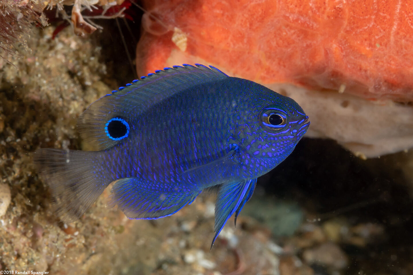 Pomacentrus burroughi (Burrough's Damsel)