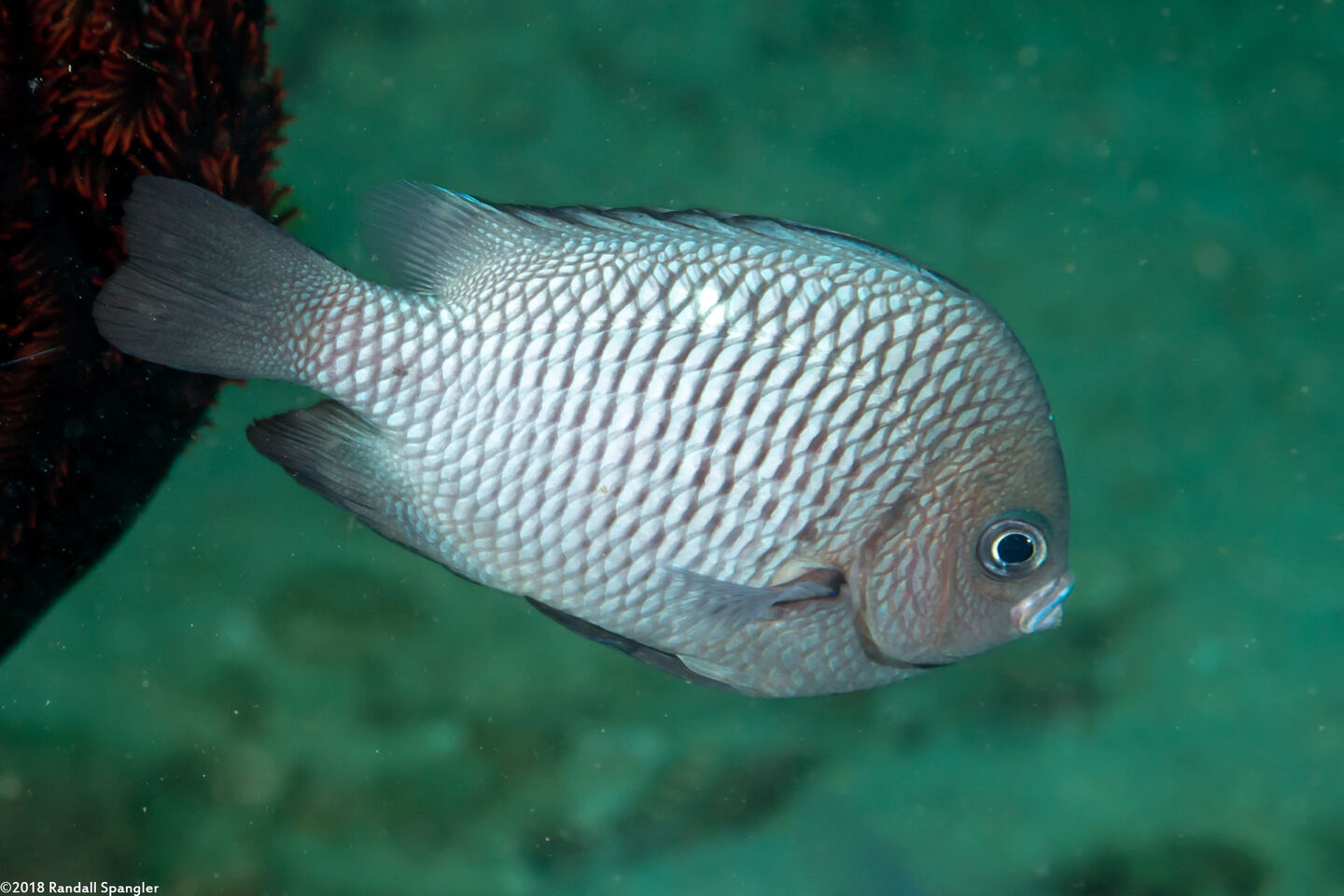 Dascyllus trimaculatus (Threespot Dascyllus)